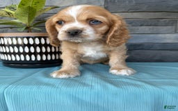 Cocker Spaniel dogs for sale: Tasha - Image 7