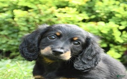 Dachshund dogs for sale: Arrow - Image 5