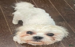 Shorkie dogs for sale: Bell Bell Aka Bella - Image 6