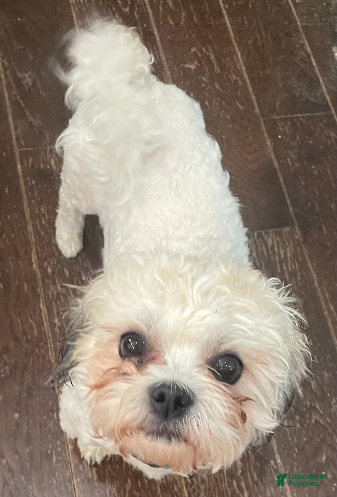 Shorkie dogs for sale: Bell Bell Aka Bella - Image 6