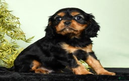 Cavalier King Charles Spaniel dogs for sale: Milo - Image 9