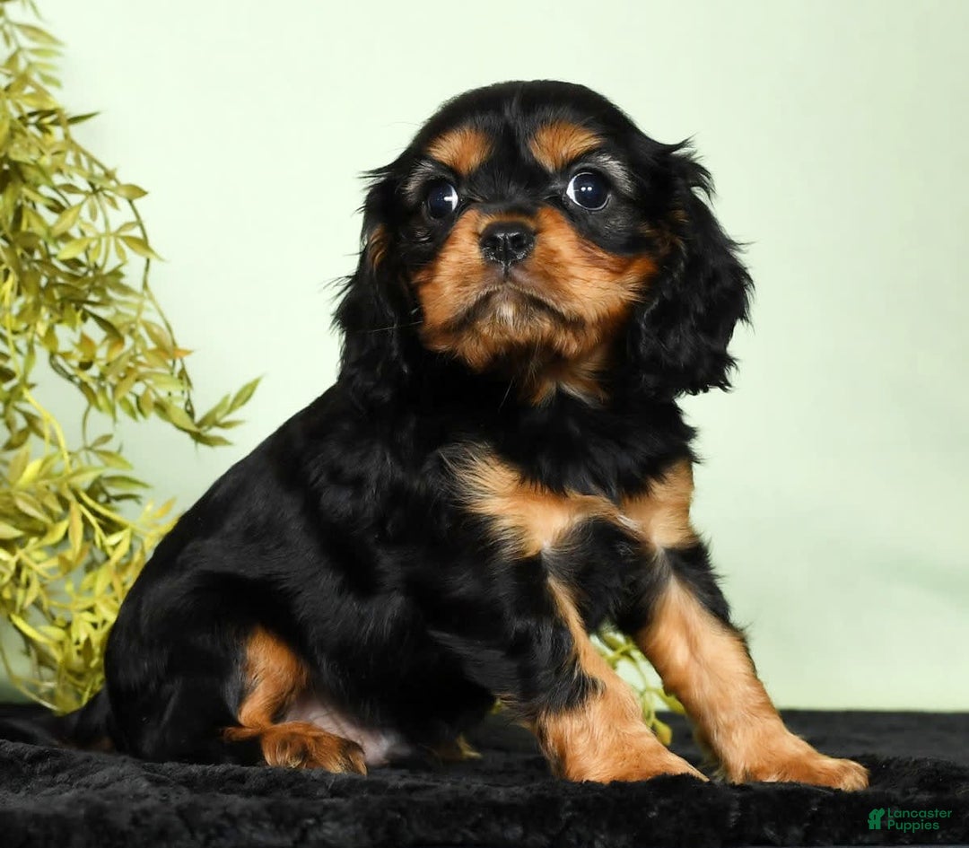 Cavalier King Charles Spaniel dogs for sale: Milo - Image 9
