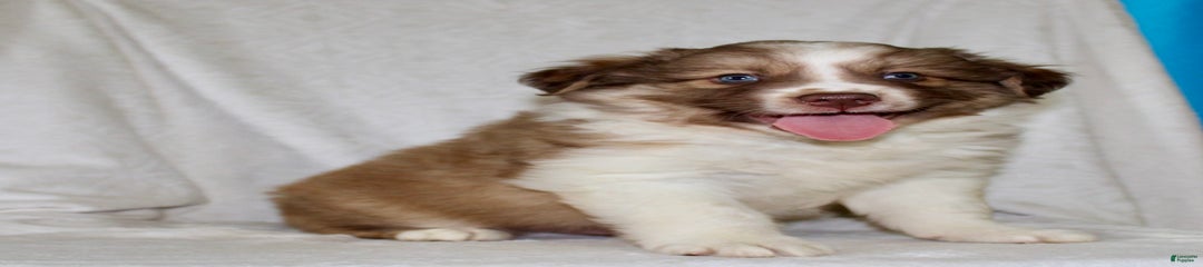 Snickers