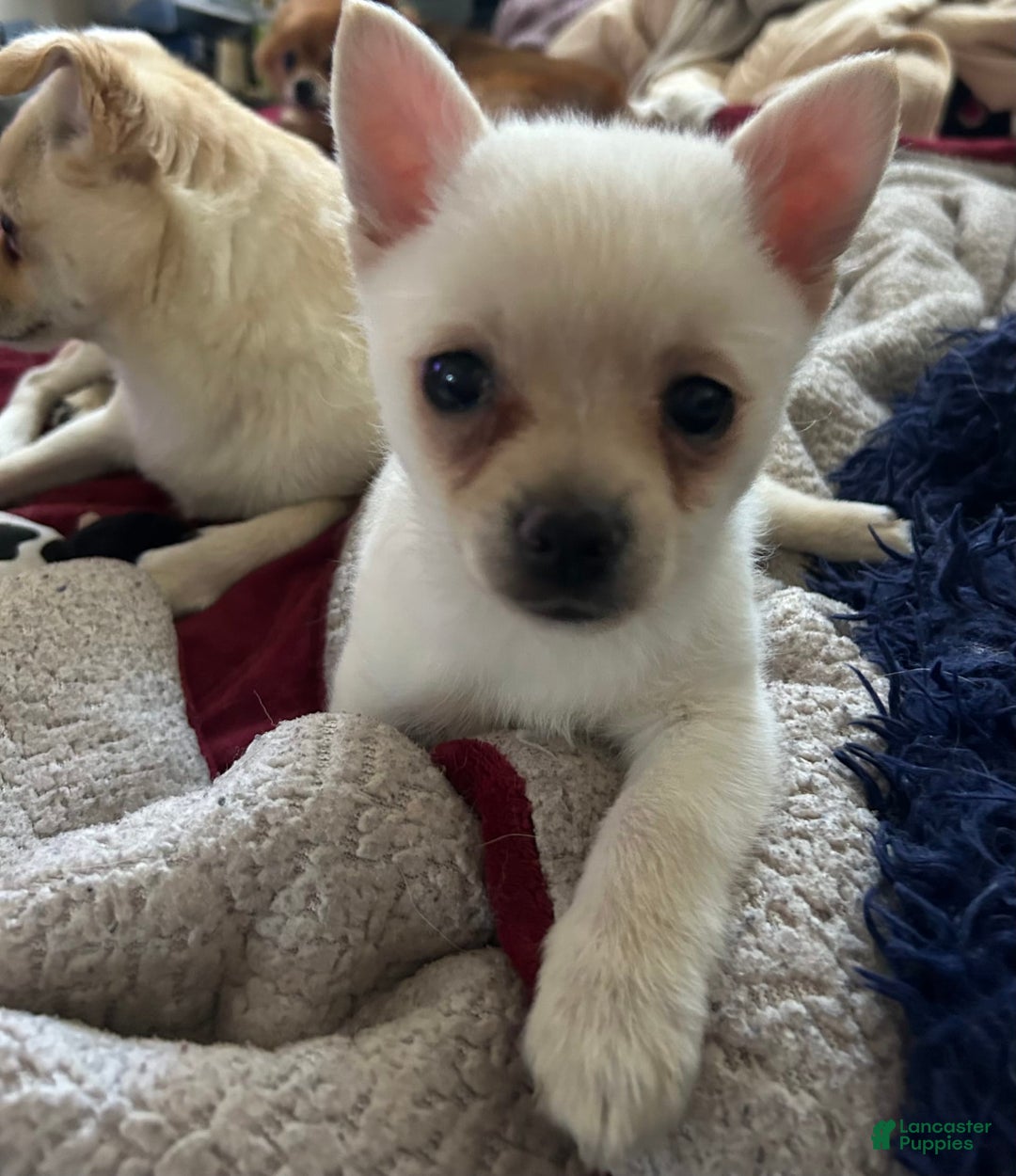 Pomchi dogs for sale: Bubbles - Image 2