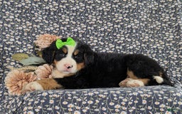 Bernese Mountain Dog dogs for sale: Genessa - Image 4