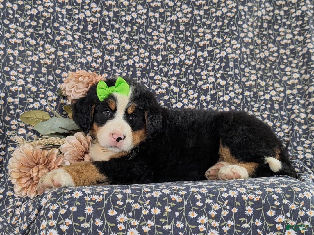 Bernese Mountain Dog dogs for sale: Genessa - Image 4