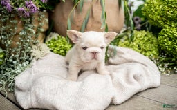French Bulldog dogs for sale: Kingston - Image 8