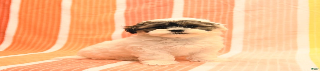 Peggy