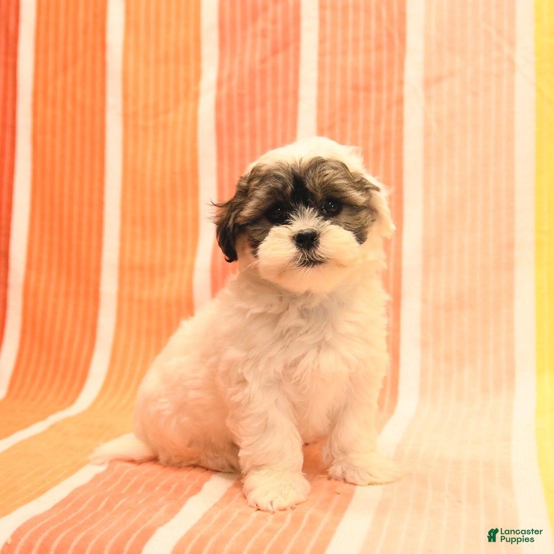 Havanese dogs for sale: Peggy - Image 1