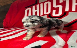 Mini Aussiedoodle dogs for sale: Tulip - Image 2