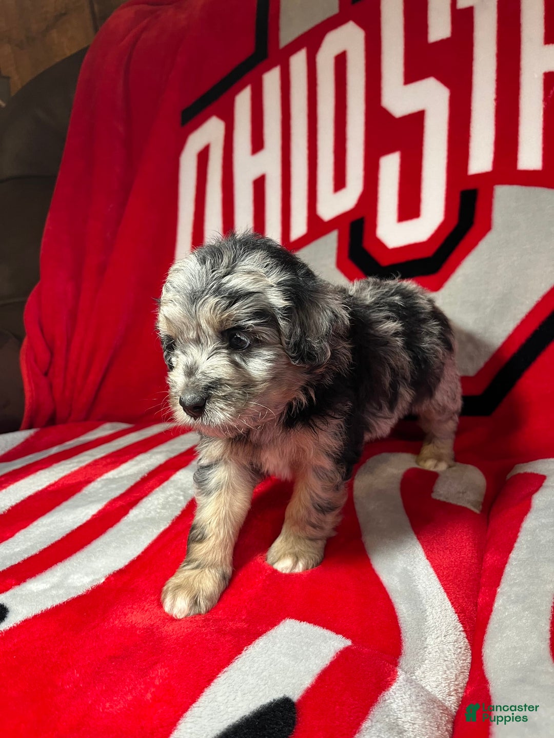 Mini Aussiedoodle dogs for sale: Tulip - Image 2