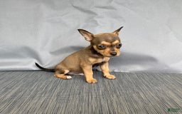 Chihuahua dogs for sale: Remi - Image 3