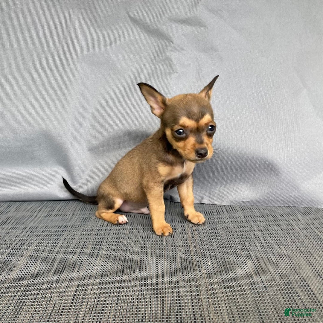 Chihuahua dogs for sale: Remi - Image 3