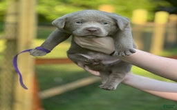 Labrador Retriever dogs for sale: Mouse - Image 3