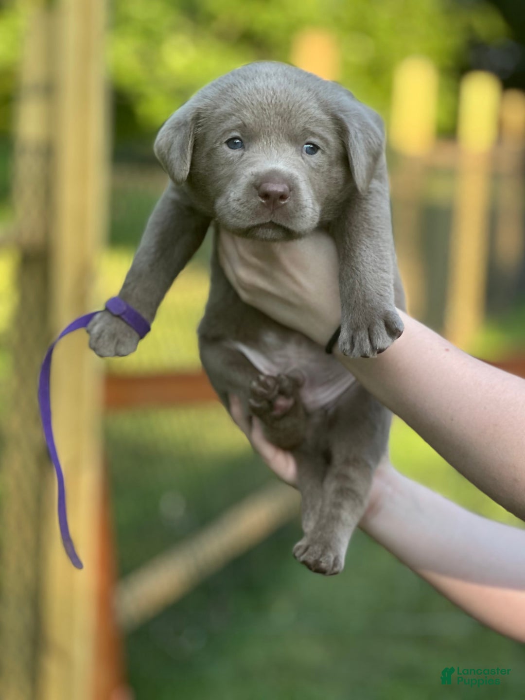 Labrador Retriever dogs for sale: Mouse - Image 3