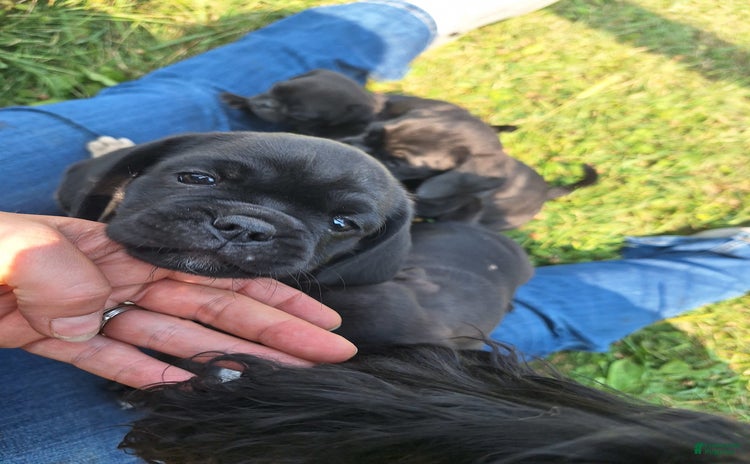 Pug dogs for sale - Ad 3