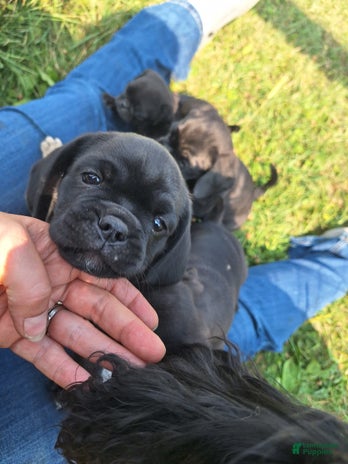 Pug dogs for sale - Ad 3