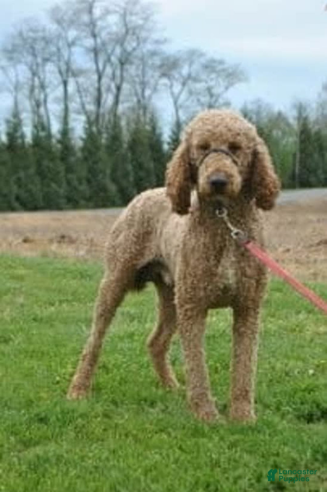 Irish Doodle dogs for sale: Vivi - Image 10