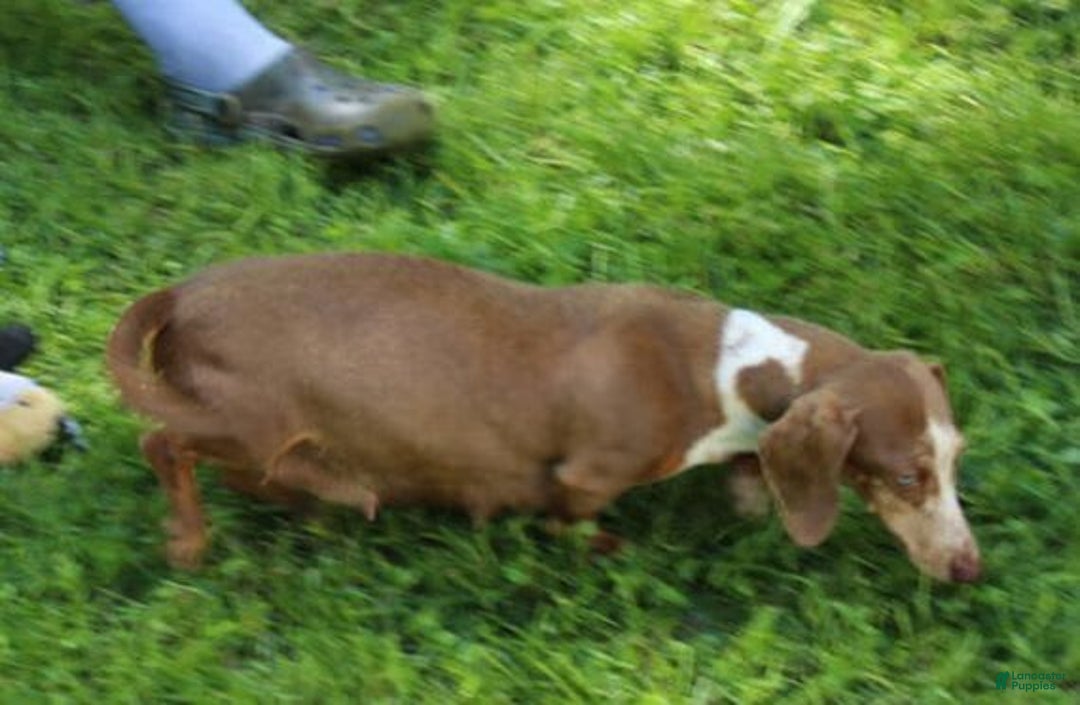 Miniature Dachshund dogs for sale: Lyla Female - Image 4