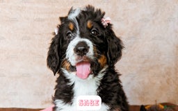 Bernedoodle dogs for sale: Sage - Image 8