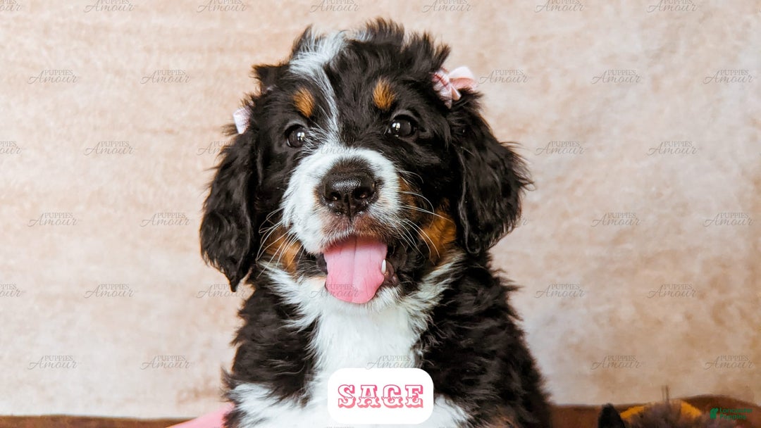 Bernedoodle dogs for sale: Sage - Image 8