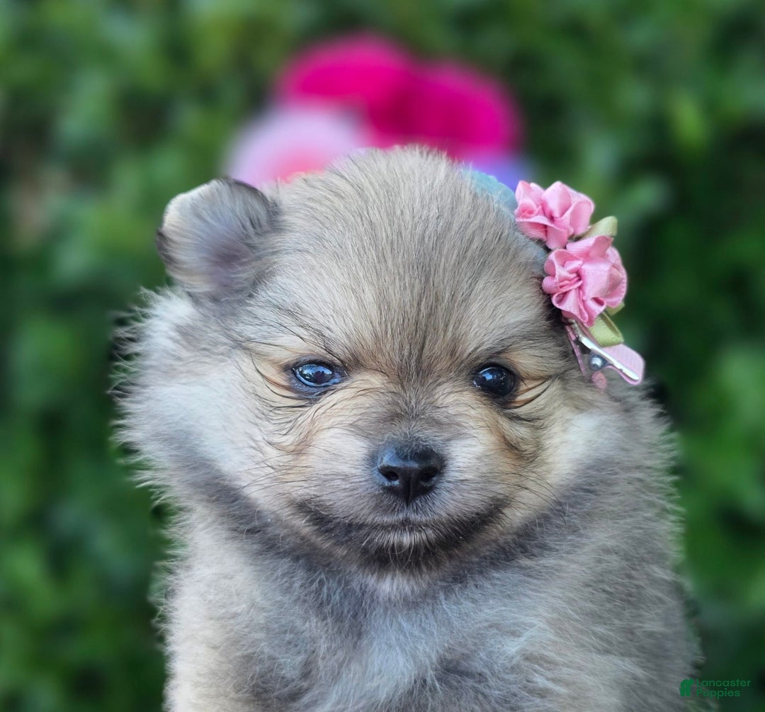 Pomeranian dogs for sale: Arya - Image 8