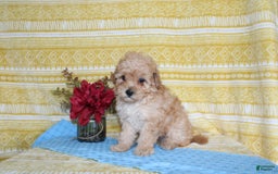 Mini Goldendoodle dogs for sale: Lewis - Image 11