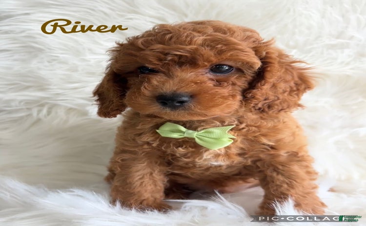 Cavapoo dogs for sale - Ad 3