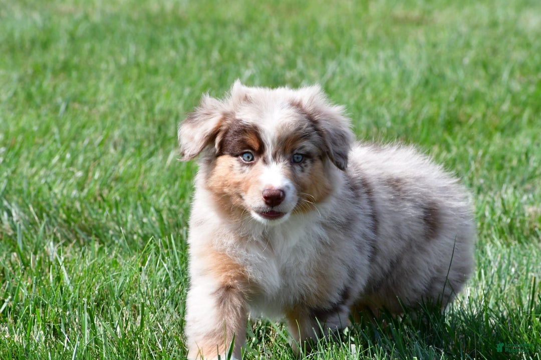 Australian Shepherd dogs for sale: Australian Shepherd 7 puppies - Image 10