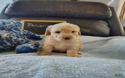 Mini Goldendoodle dogs for sale: Bear - Image 3