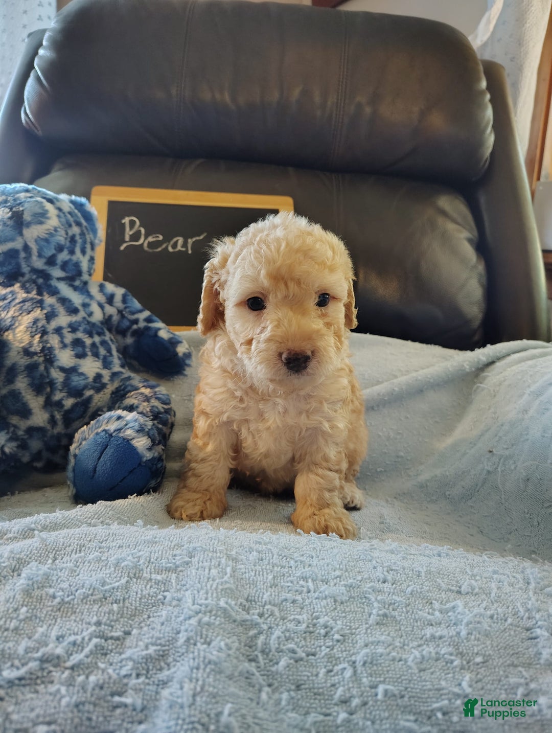 Mini Goldendoodle dogs for sale: Bear - Image 3