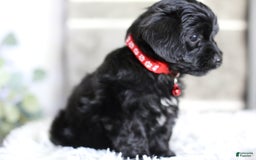 Yorkiepoo dogs for sale: Button - Image 8