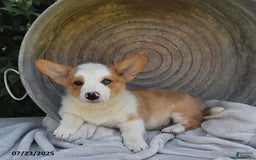 Welsh Corgi Pembroke dogs for sale: Thorne - Image 10