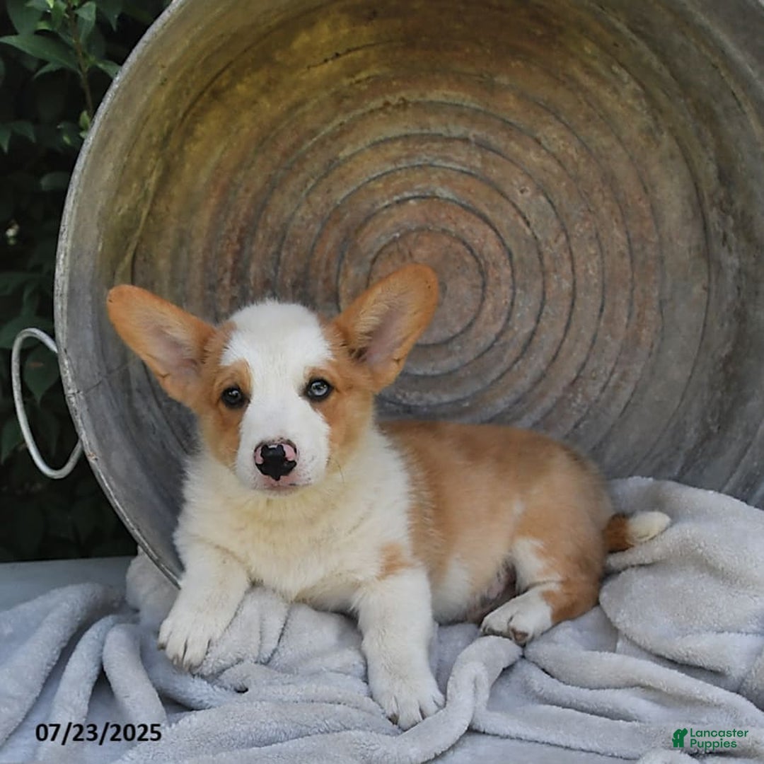 Welsh Corgi Pembroke dogs for sale: Thorne - Image 10