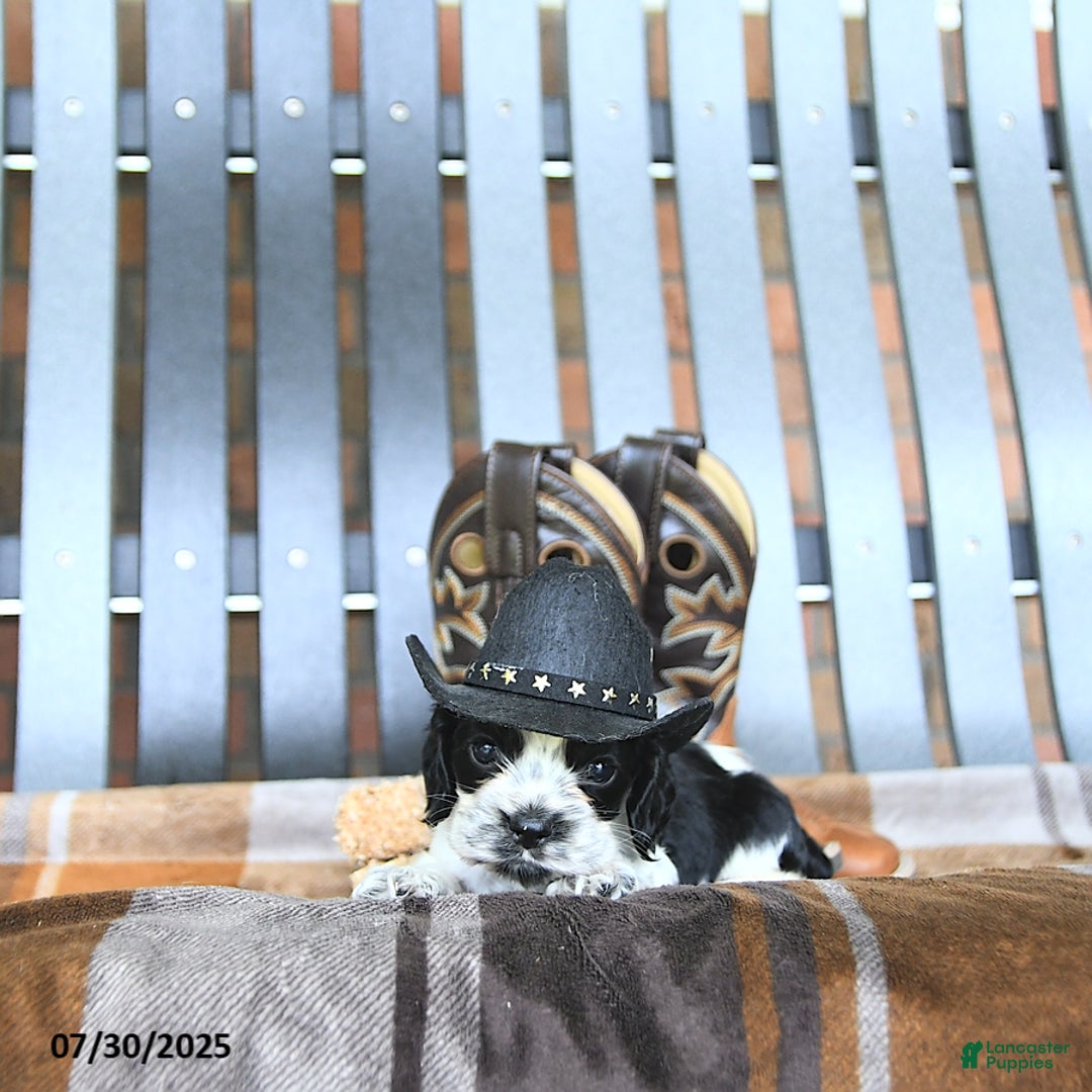 Cocker Spaniel dogs for sale: Kobey - Image 4