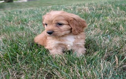 Cavapoo dogs for sale: Rusty - Image 8