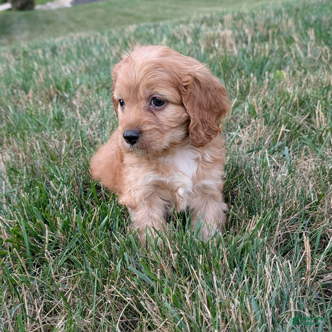 Cavapoo dogs for sale: Rusty - Image 8