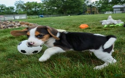 Beagle dogs for sale: Kylo - Image 13