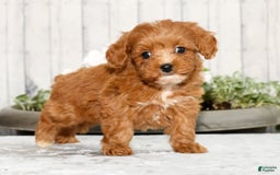 Cavapoo dogs for sale: Tucker - Image 7