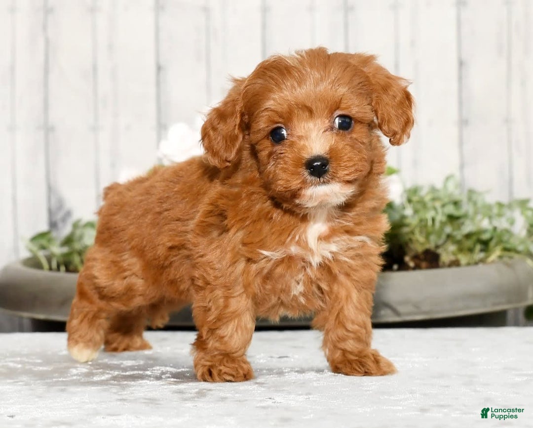 Cavapoo dogs for sale: Tucker - Image 7