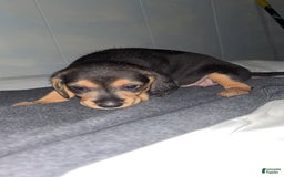 Doberman Pinscher dogs for sale: Toyo Juniors - Image 3