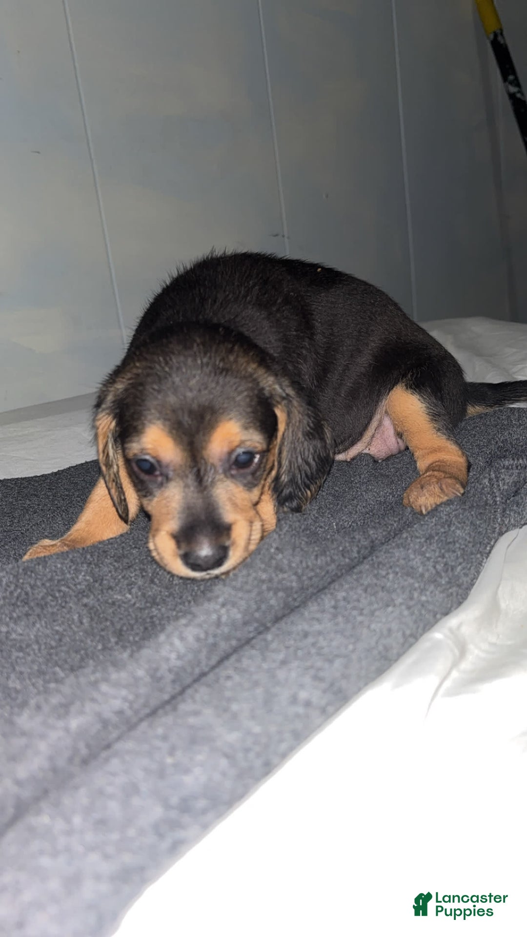 Doberman Pinscher dogs for sale: Toyo Juniors - Image 3