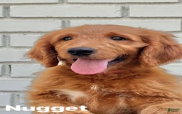 Goldendoodle dogs for sale: Nugget - Image 10