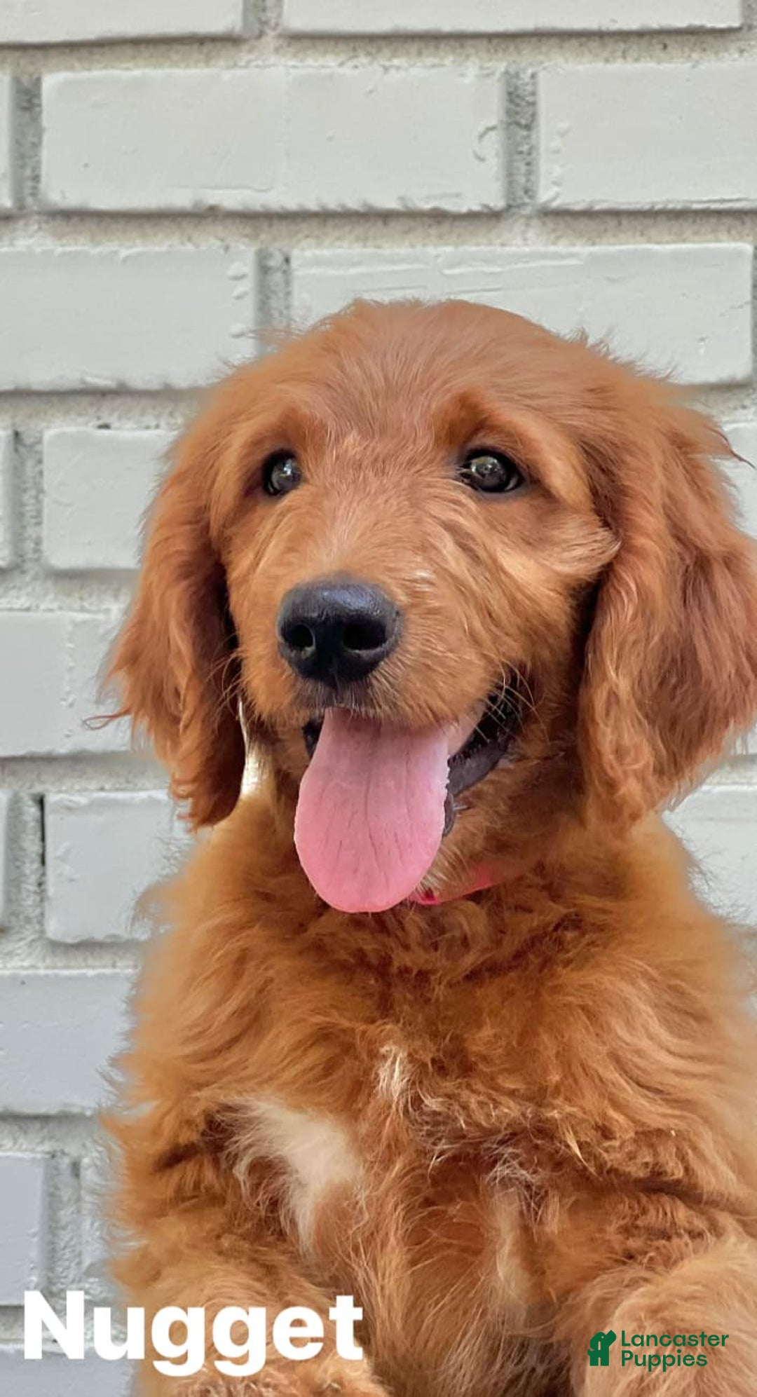 Goldendoodle dogs for sale: Nugget - Image 10