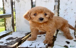 Mini Goldendoodle dogs for sale: Tommy - Image 7