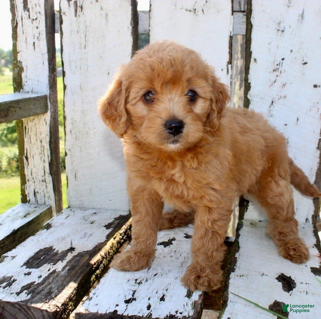 Mini Goldendoodle dogs for sale: Tommy - Image 7
