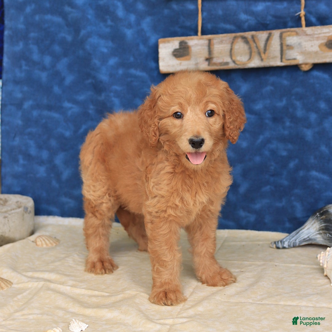 Goldendoodle dogs for sale: Lora - Image 5