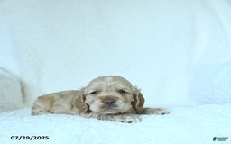 Cocker Spaniel dogs for sale: Skyler - Image 4