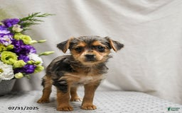 Jack Russell Terrier dogs for sale: Remy - Image 1
