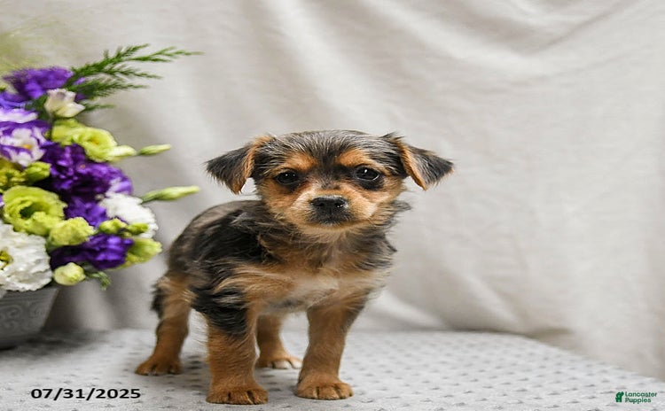 Jack Russell Terrier dogs for sale - Ad 4